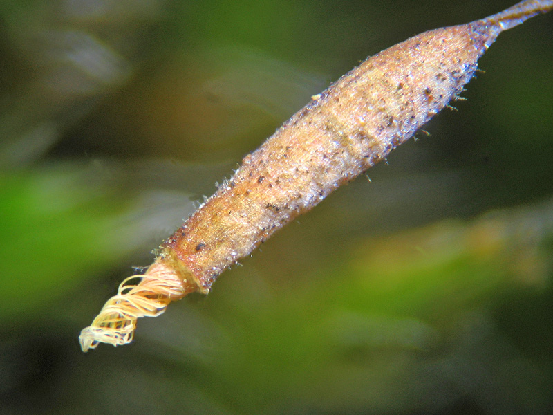 Muschio - Syntrichia muralis